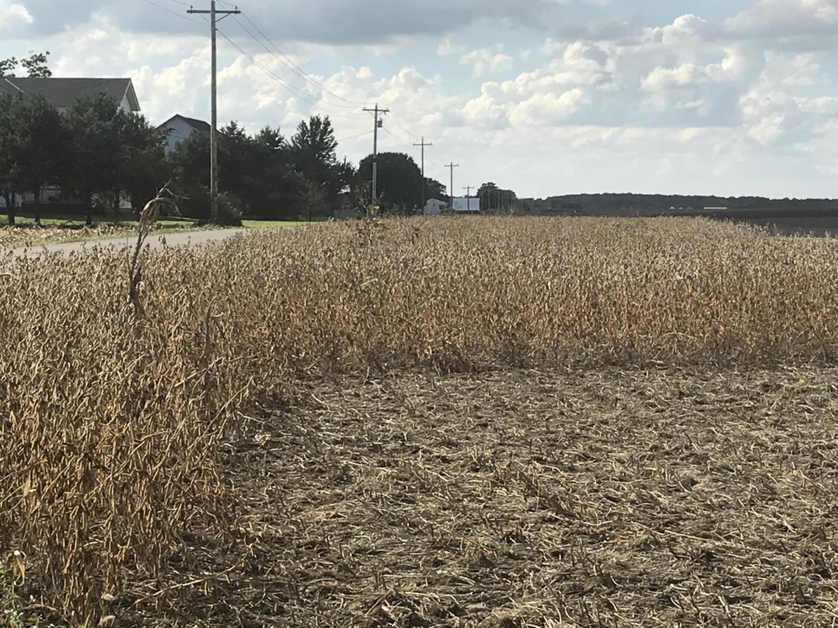 Soybeans+are+ready+for+harvest+in+fields+near+Bath%2C+Ind.%2C+just+west+of+Oxford.+Photo+by+Patrick+Keck