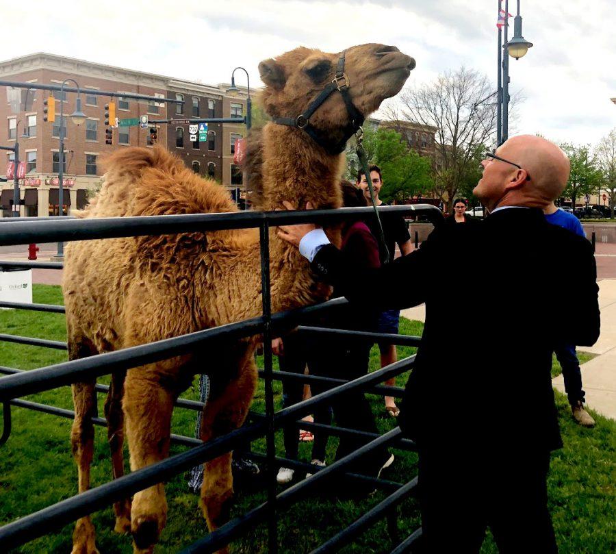 Miami President Greg Crawford checks out one of the camels on display during Monday’s IsraelFest uptown.  Camels are a key mode of transportation and a tourist attraction in the Negev Desert in Israel. “I never thought I would see a camel in Oxford,” Crawford said. Photo by Leanne Stahulak