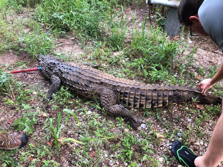 An Ohio Department of Natural Resources officer shot and killed this 7 ½ foot long crocodile in a Preble County creek this past Wednesday. Photo courtesy of Rich Denius