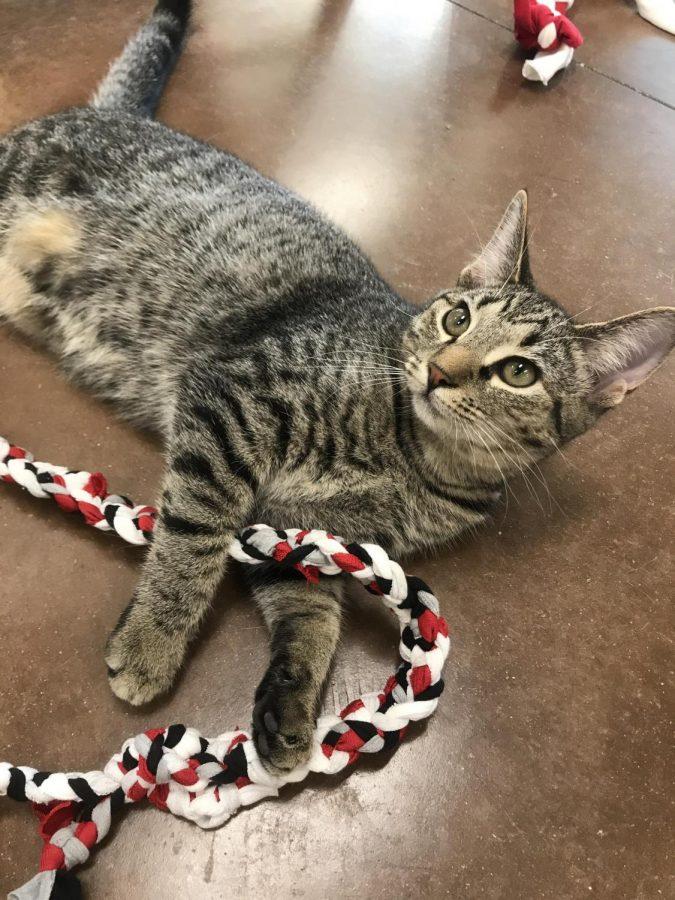 A cat at the Animal Adoption Foundation in Hamilton plays with a rope toy fashioned from old T-shirts, that was made by Revamp volunteers.  Photo by Lauren Shassere.