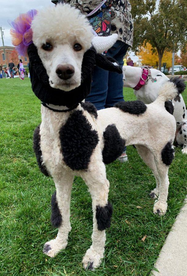 <strong>Chloe, the dog dressed as a cow, won the Cutest Pet category at Thursday’s Uptown Halloween party. Photo by Abby Jeffrey.</strong><br>