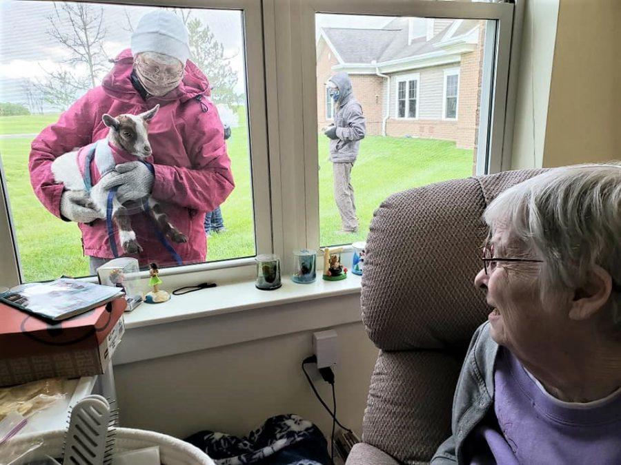 Janyce Isaacs, a resident of the Knolls of Oxford, views a goat through her window, part of a community-initiated project to visit and provide interest and entertainment for the at-risk population during the COVID-19 pandemic. <em>Photo provided by the Knolls of Oxford</em>
