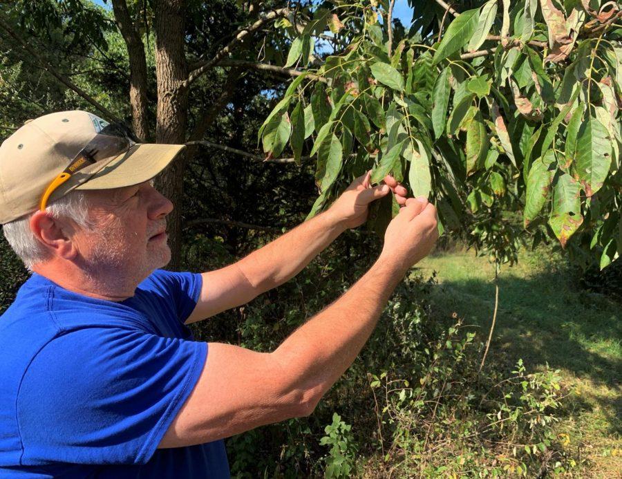 John+Kinne+checks+trees+on+his+Oxford+Township+farm+for+damage+by+emerald+ash+borers.+Observer+file+photo