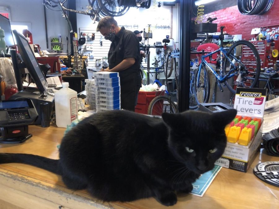 B.K., the BikeWise shop cat, keeps a watchful eye on the comings and goings at the shop.