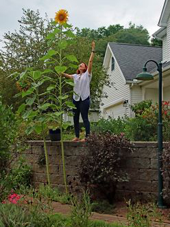 Paula Seger, 5 foot 5 inches tall, stands next to one of the Mammoth Sunflowers she and her husband, Virgil, planted in their Oxford yard this year. 