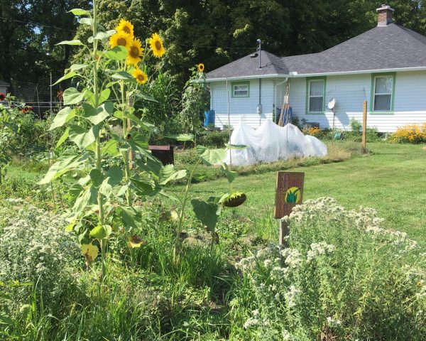 Flowers and herbs in the backyard of local gardener Carla Blackmar.