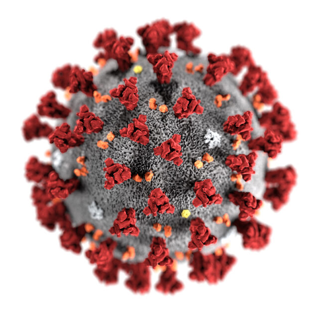 A Centers for Disease Control and Prevention model of what the COVID-19 virus looks like.
