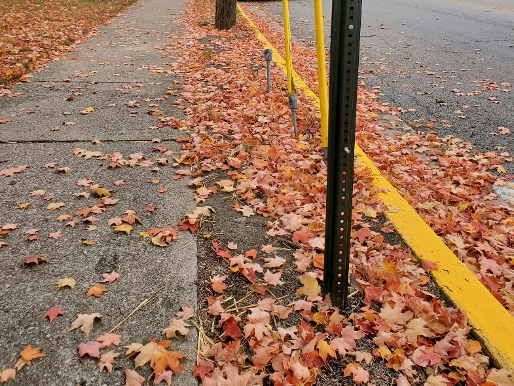 Leaves along Maple Street.