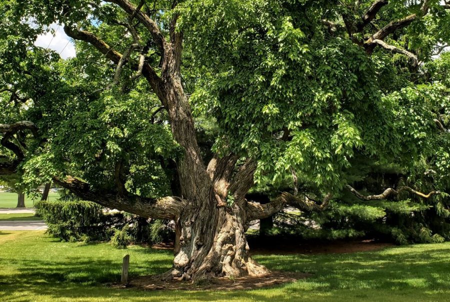 This Bald Cypress tree is one of the many specimens on the Hefner Museum “Tree Walk.” It is located behind Miami’s Dorsey Hall, on the road leading to Marcum Conference Center.