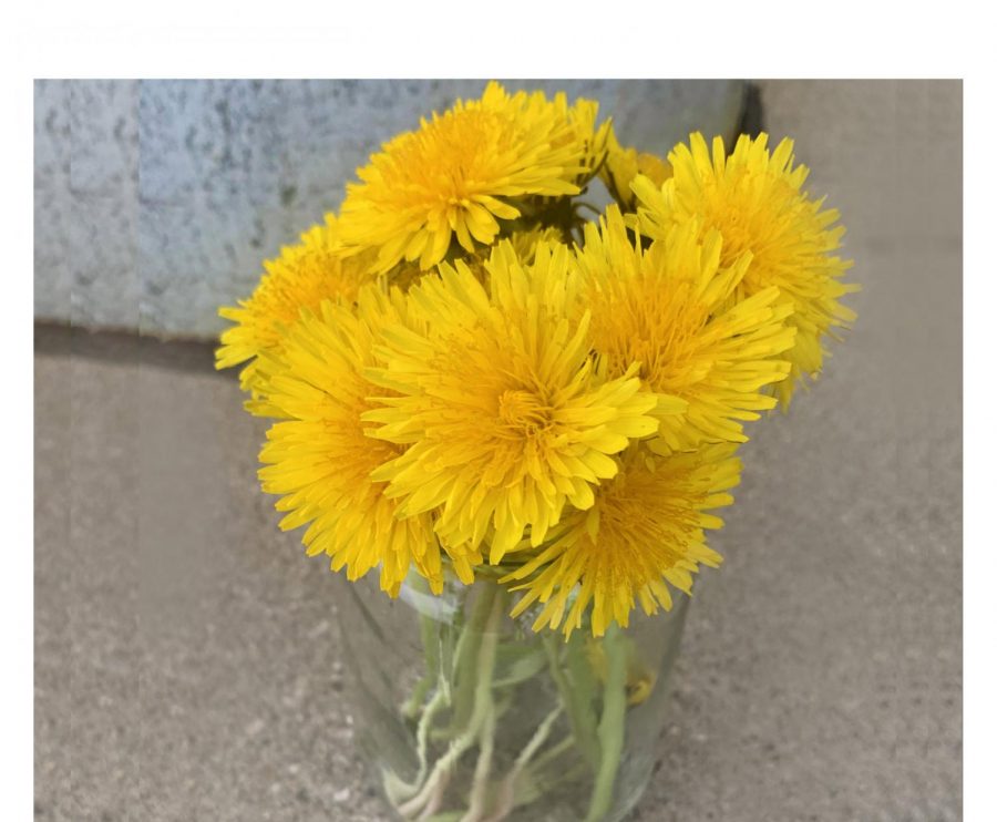 are yellow dandelions poisonous to dogs