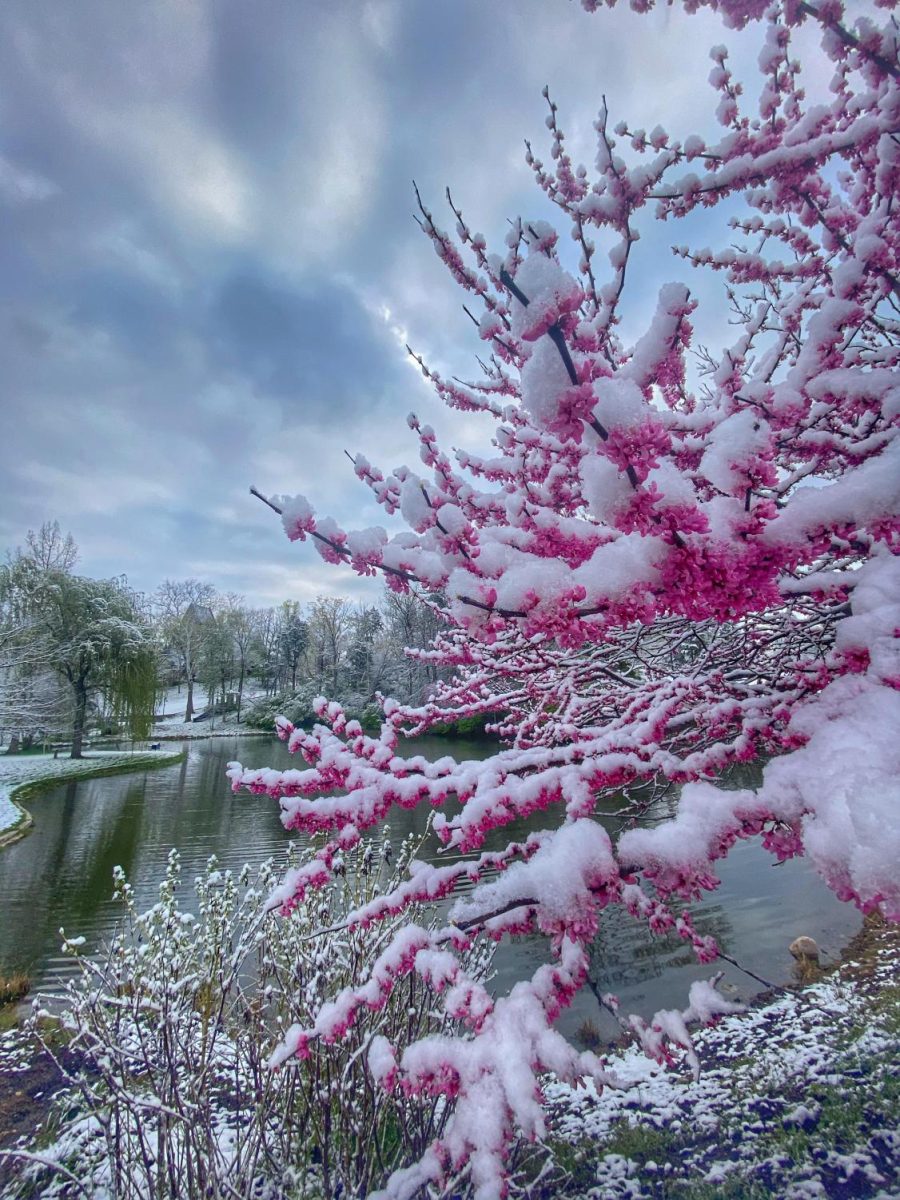 The snow-rimmed pond on Western Campus was framed by yet another icy Redbud at 7 a.m. Wednesday. Photo by Emily Chopelas