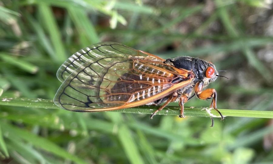 The mature cicadas bodies and wings have darkened and their wings are fully functional, allowing them to find mates and start the cycle all over again. Photo by Susan Coffin.  