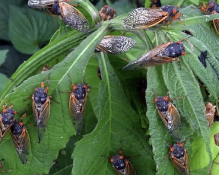 Cicadas crawl out on tree branches to lay their eggs. When the nymphs hatch, they drop straight down and burrow into the ground for 17 years. Photo provided by Gene Kritsky