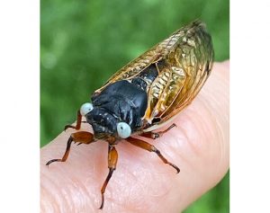 Janice McLaughlin has a relatively rare white-eyed cicada perched on her finger. 
