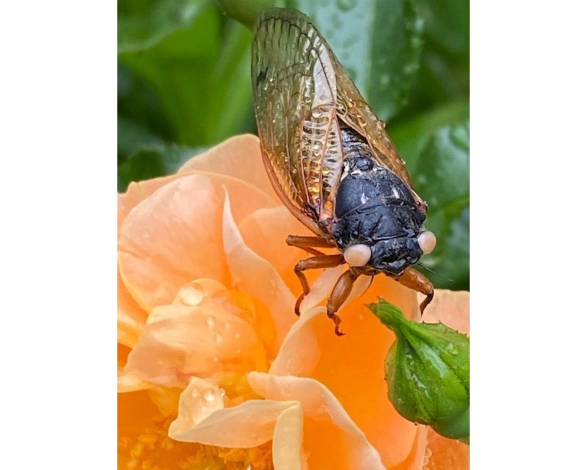A peach-eyed cicada in Oxford.