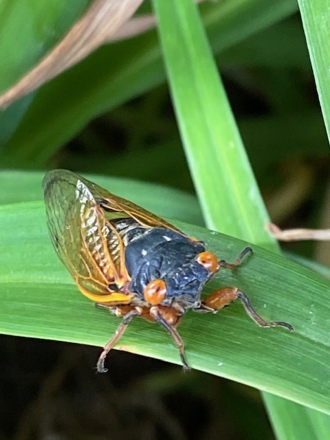 Cicada+season+brings+out+colorful+bug-eyed+pictures