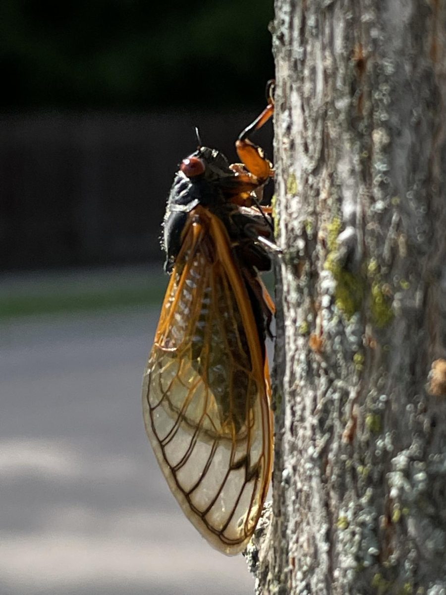 The buzz is fading away as the Brood X cicadas near the end of their life cycle. They won’t return until 2038.