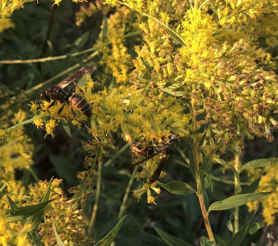 Native plants like this Goldenrod in Carla Blackmar’s garden produce flowers that attract bees and other pollinators.



