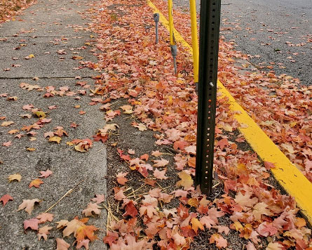 Oxford is picking up leaves that are raked to the curb through the end of November. 