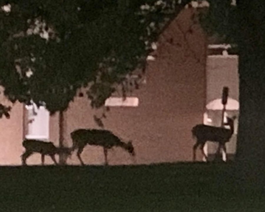 A group of deer silhouetted against Miami University’s Nellie Craig Walker Hall, on a recent evening. 