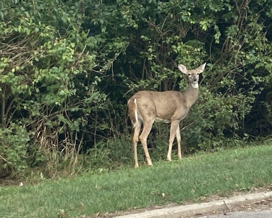 A+lack+of+predators+and+plenty+of+vegetation+to+eat+allows+the+local+deer+population+to+expand+into+more+urban+areas+of+Oxford.+This+deer+was+spotted+this+week+on+the+edge+of+a+parking+lot+near+Flower+Hall+on+Miami%E2%80%99s+North+Quad.+