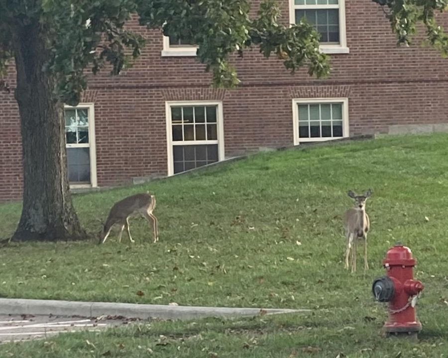 These deer graze among the dorms of Miami’s north quad this week. Oxford has designated hunters thinning the herd in the city.