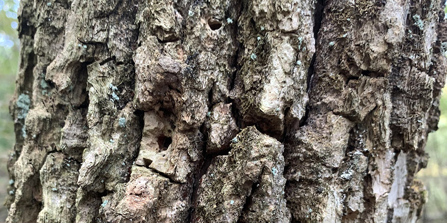 Emerald ash borers, tiny beetles that kill trees by drilling tiny holes through the bark, as seen here, killed at least 10,000 trees in Ohio during the early 2000s, including many in Oxford.