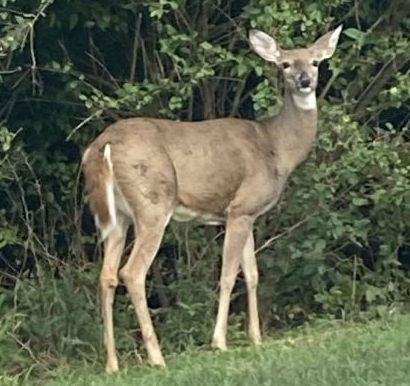 Wildlife management program bags eight deer for area food pantry