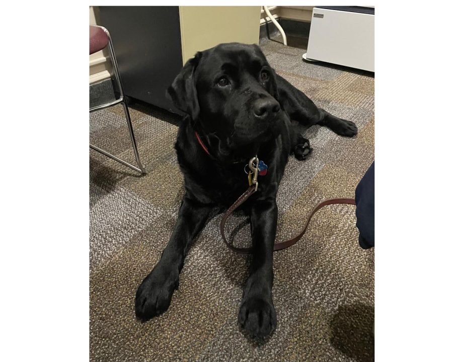 Miami student counseling offers dog therapy sessions twice weekly – Oxford Observer