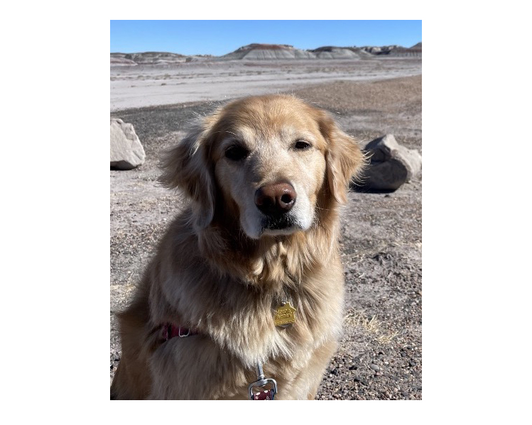 Dixie the golden retriever is the author’s best friend and traveling companion on the journey west.