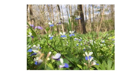 Some of the many wildflowers to be seen in Silvoor Biological Sanctuary. 