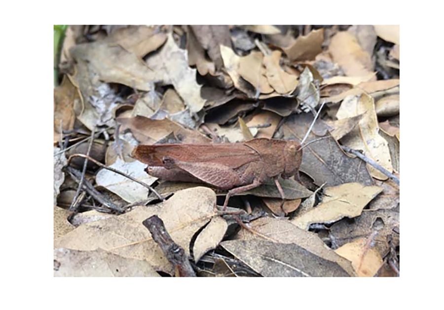 An Oak Leaf Grasshopper, one of more than 150 species to be included in Tereza Jezkova’s study. 