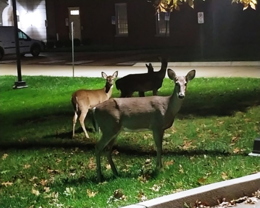 Deer+overpopulation+is+becoming+a+problem+in+Oxfords+ecosystem.+Deer+such+as+these+are+a+frequent+sight+on+the+Miami+campus.