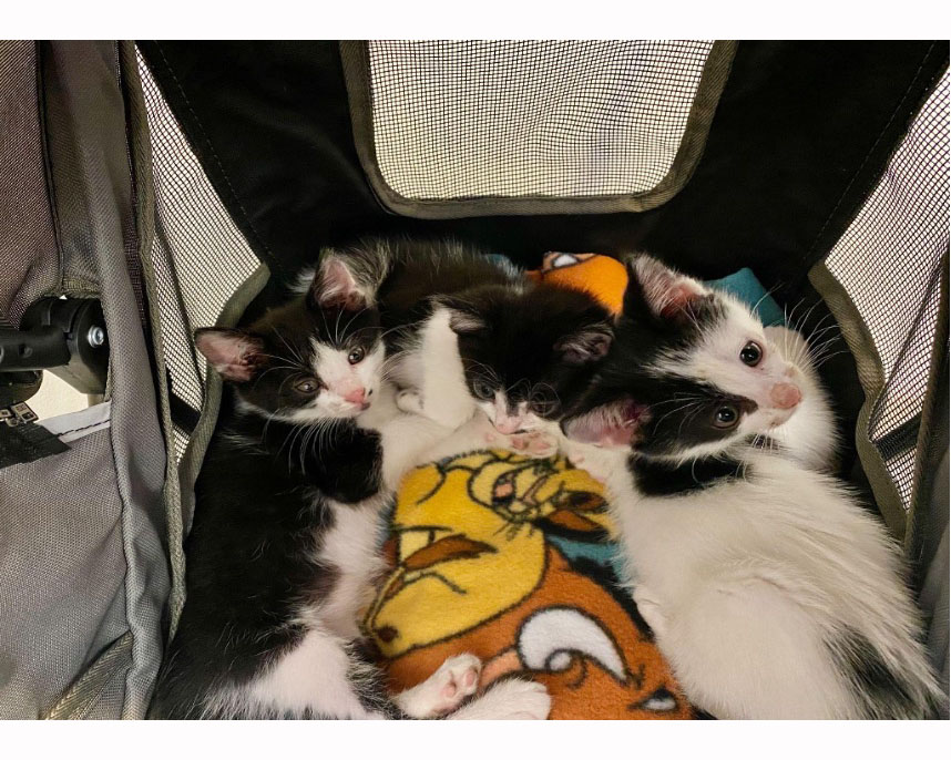 Six-week-old+sleepy+kittens+in+a+stroller+await+a+spring+foster+home.+Photo+by+Abby+Gerold