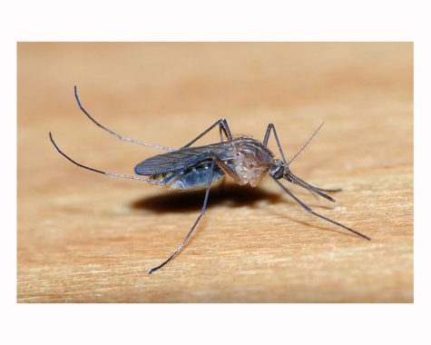  A female Culicine mosquito, species of which can be found on every continent but Antarctica.