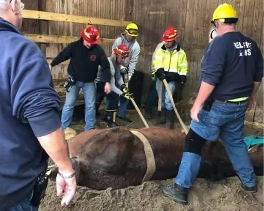 Members of the Reily Township Fire Department Large Animal Rescue Team attempt to lift a horse who got stuck in his stall and could not get up. Members of the team pictured are  Dennis Conrad, Chad Owens,  Sean Levenston,Clint Mayor and Roy Wesselman.
