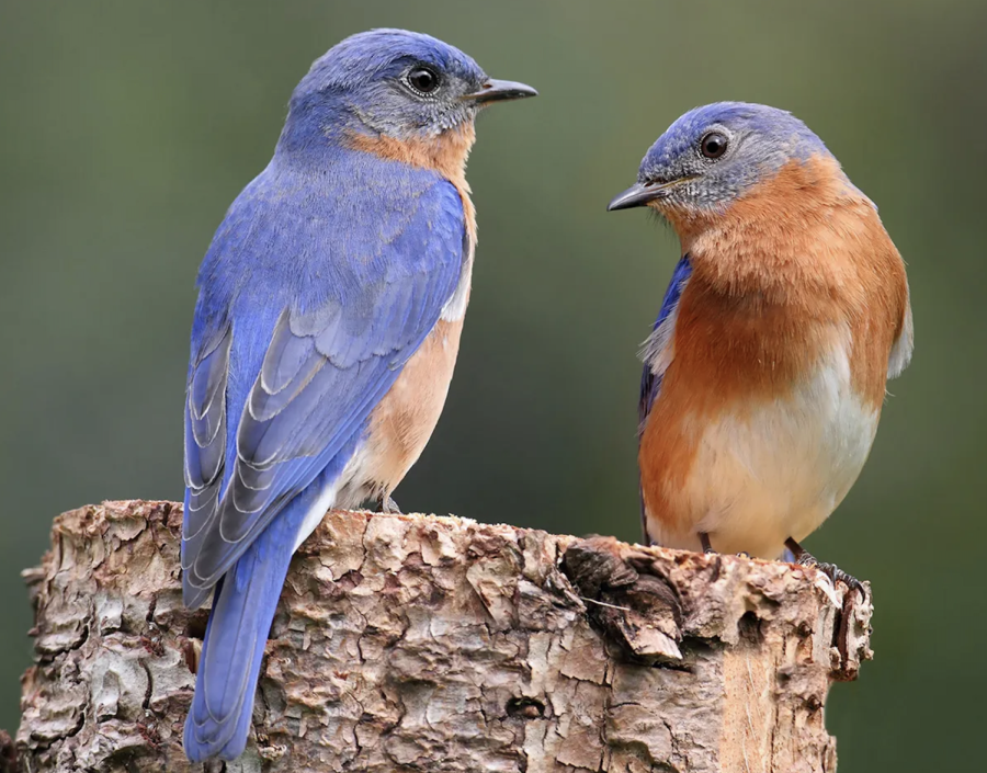 Expert discusses bluebird habits