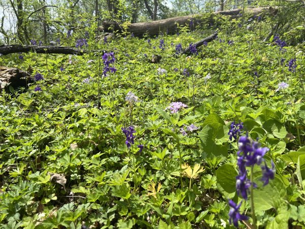  In late April, dark larkspur (purple) and woodland phlox (lavender/light pink) flowers were in bloom throughout Silvoor Biological Sanctuary. Photo by Sean Scott

