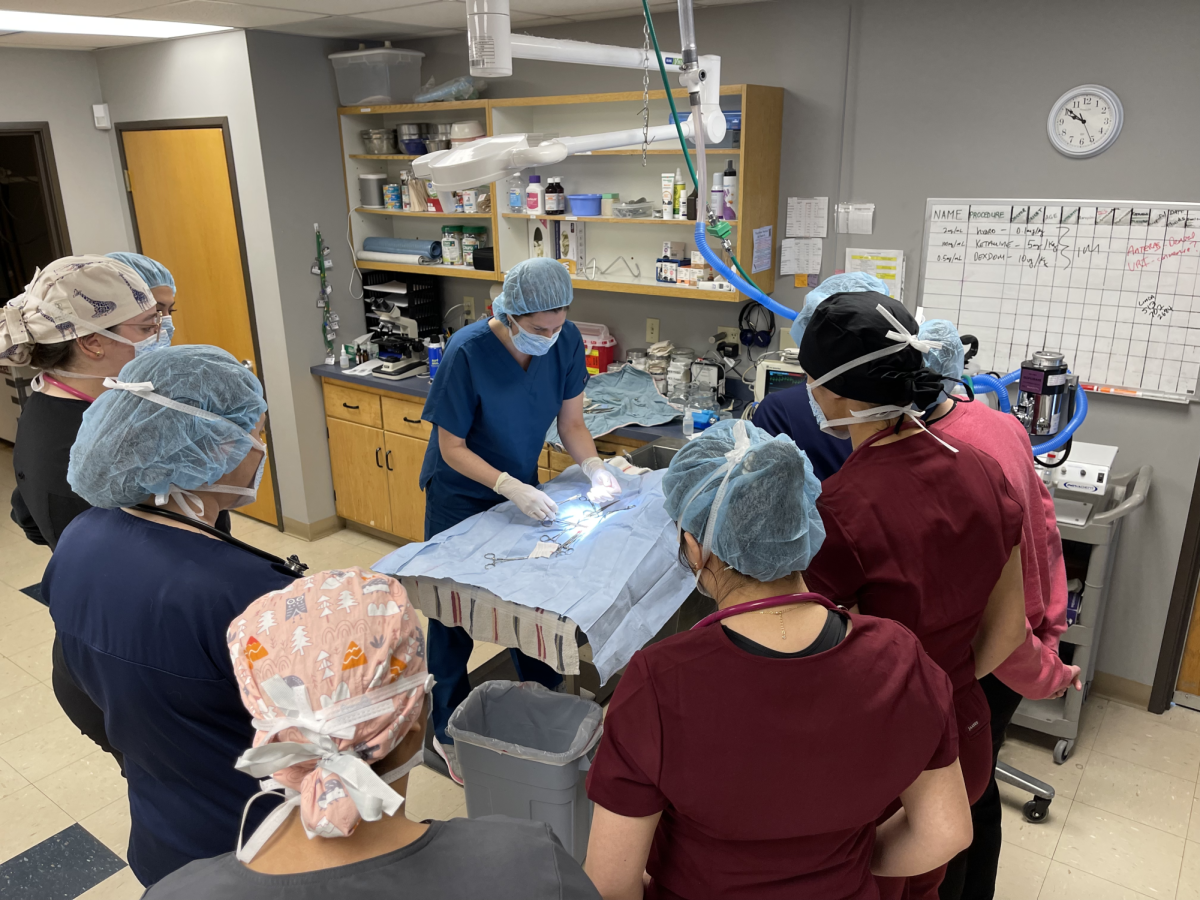 Vets and students at the Oxford Veterinary Hospital prepare to perform a procedure during a spay and neuter day. Photo provided by Chantel Raghu
