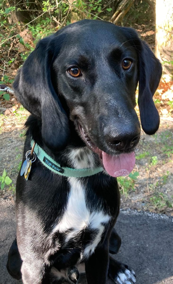 Buddy, a rescue dog, sits for a short photo shoot near the edge of the trail path during the Hike-a-thon.