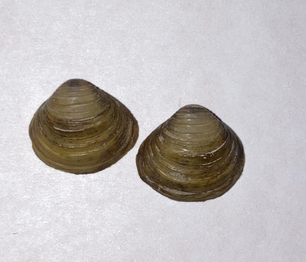 These shells are an example of one of the many common fossils found in southwestern Ohio.

