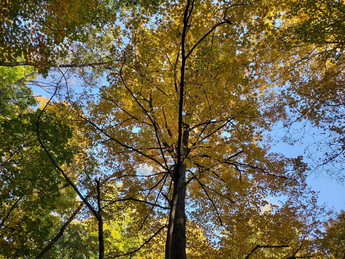 Decreases in temperature and daylight hours provide a signal for trees like this one to begin the transition to fall, according to David Gorchov, a professor of biology at Miami University. Provided by Nancy Feakes.