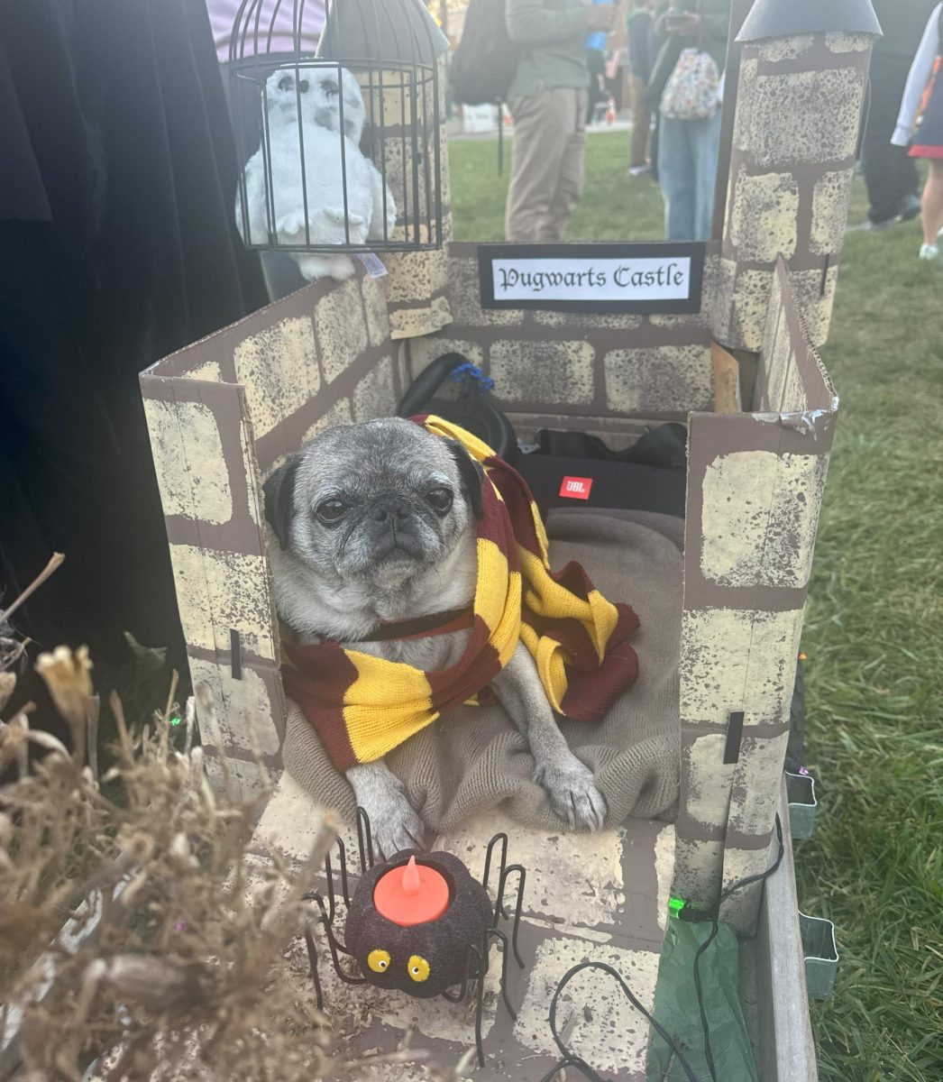 Three time costume contest winner, Raisin, arrived as Harry Potter for this year’s contest.
