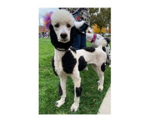 Chloe, the dog dressed as a cow, won the Cutest Pet category in a previous year at the Uptown Halloween party.  Oxford Observer File Photo