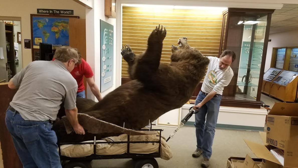 Sullivan moves a taxidermy bear while rearranging the exhibits and specimens in the Hefner Museum. “Sometimes,” says Blackmar, “people who are not planning that day to be moving large taxidermy find themselves suddenly moving large taxidermy.” 